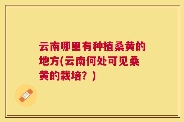 云南哪里有种植桑黄的地方(云南何处可见桑黄的栽培?) 云南哪里有种植桑黄的地方(云南何处可见桑黄的栽培?)