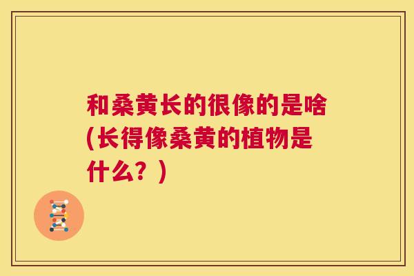 和桑黄长的很像的是啥(长得像桑黄的植物是什么?) 和桑黄长的很像的是啥(长得像桑黄的植物是什么?)