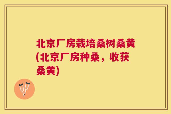 北京厂房栽培桑树桑黄(北京厂房种桑,收获桑黄) 北京厂房栽培桑树桑黄(北京厂房种桑,收获桑黄)