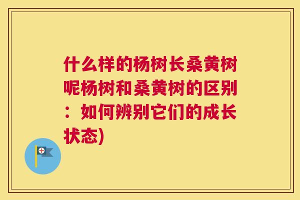 什么样的杨树长桑黄树呢杨树和桑黄树的区别:如何辨别它们的成长状态) 什么样的杨树长桑黄树呢杨树和桑黄树的区别:如何辨别它们的成长状态)