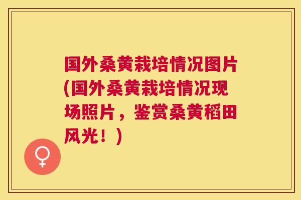 国外桑黄栽培情况图片(国外桑黄栽培情况现场照片,鉴赏桑黄稻田风光!) 国外桑黄栽培情况图片(国外桑黄栽培情况现场照片,鉴赏桑黄稻田风光!)