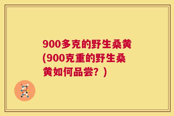 900多克的野生桑黄(900克重的野生桑黄如何品尝?) 900多克的野生桑黄(900克重的野生桑黄如何品尝?)