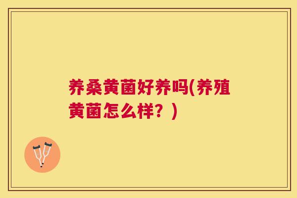 养桑黄菌好养吗(养殖黄菌怎么样?) 养桑黄菌好养吗(养殖黄菌怎么样?)