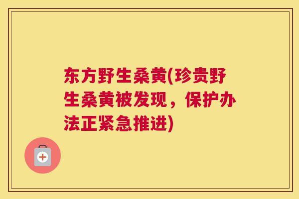 东方野生桑黄(珍贵野生桑黄被发现,保护办法正紧急推进) 东方野生桑黄(珍贵野生桑黄被发现,保护办法正紧急推进)