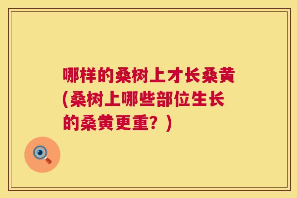 哪样的桑树上才长桑黄(桑树上哪些部位生长的桑黄更重?) 哪样的桑树上才长桑黄(桑树上哪些部位生长的桑黄更重?)