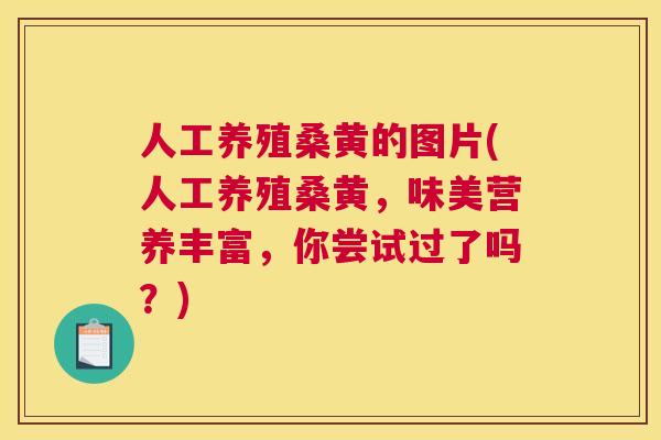 人工养殖桑黄的图片(人工养殖桑黄,味美营养丰富,你尝试过了吗?) 人工养殖桑黄的图片(人工养殖桑黄,味美营养丰富,你尝试过了吗?)