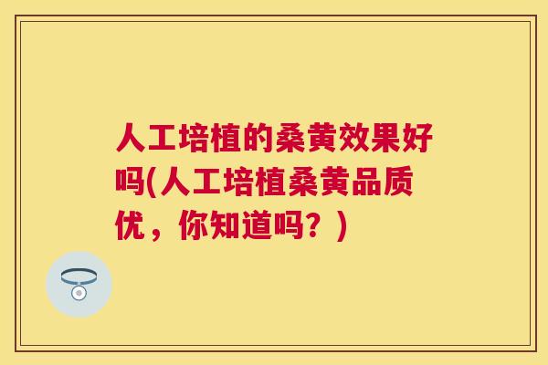 人工培植的桑黄效果好吗(人工培植桑黄品质优,你知道吗?) 人工培植的桑黄效果好吗(人工培植桑黄品质优,你知道吗?)