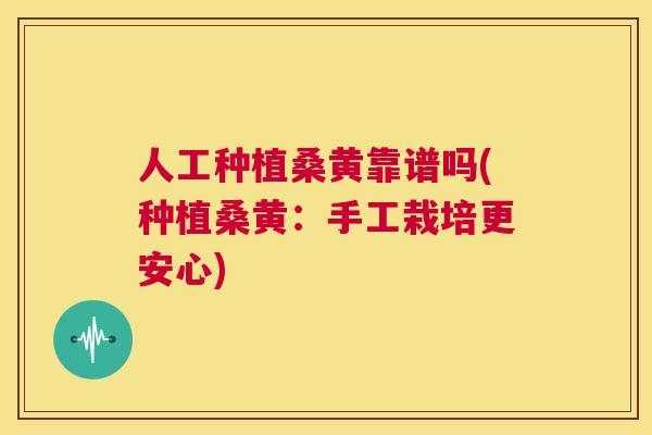 人工种植桑黄靠谱吗(种植桑黄：手工栽培更安心)