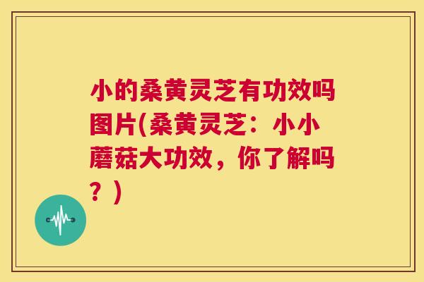 小的桑黄灵芝有功效吗图片(桑黄灵芝：小小蘑菇大功效，你了解吗？)