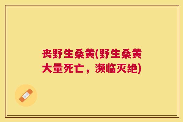 丧野生桑黄(野生桑黄大量死亡，濒临灭绝)