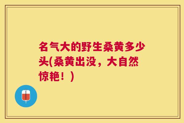 名气大的野生桑黄多少头(桑黄出没，大自然惊艳！)