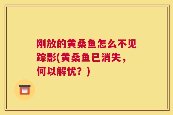 刚放的黄桑鱼怎么不见踪影(黄桑鱼已消失，何以解忧？)