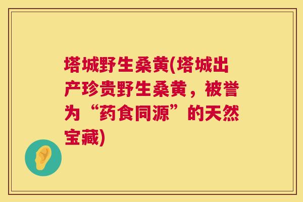 塔城野生桑黄(塔城出产珍贵野生桑黄，被誉为“药食同源”的天然宝藏)