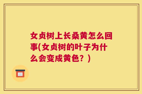 女贞树上长桑黄怎么回事(女贞树的叶子为什么会变成黄色？)