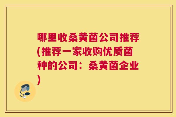 哪里收桑黄菌公司推荐(推荐一家收购优质菌种的公司：桑黄菌企业)