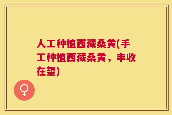 人工种植西藏桑黄(手工种植西藏桑黄，丰收在望)