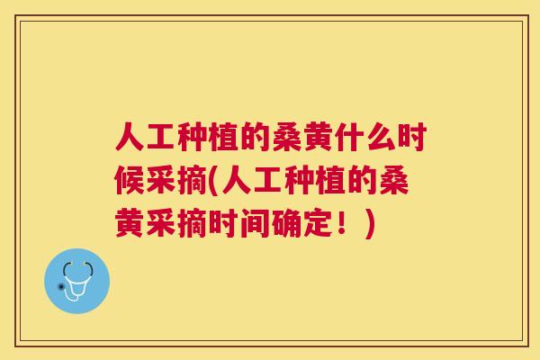 人工种植的桑黄什么时候采摘(人工种植的桑黄采摘时间确定！)