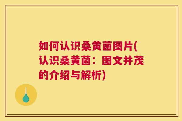 如何认识桑黄菌图片(认识桑黄菌：图文并茂的介绍与解析)