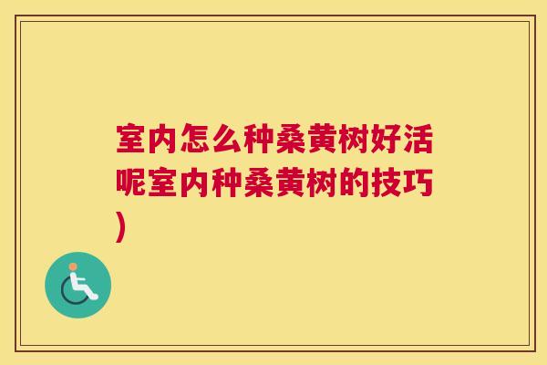 室内怎么种桑黄树好活呢室内种桑黄树的技巧)