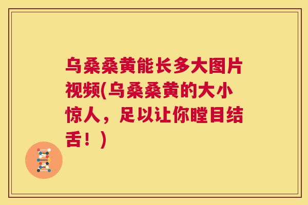 乌桑桑黄能长多大图片视频(乌桑桑黄的大小惊人，足以让你瞠目结舌！)