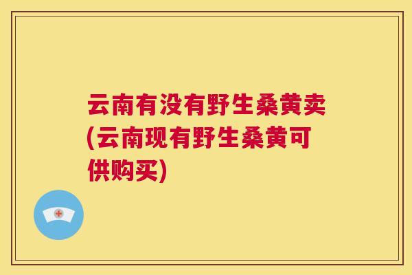 云南有没有野生桑黄卖(云南现有野生桑黄可供购买)