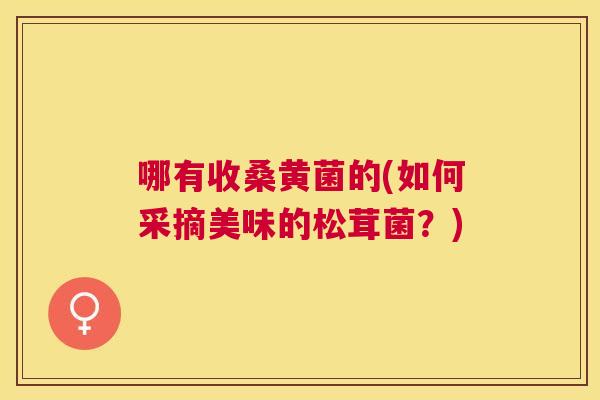 哪有收桑黄菌的(如何采摘美味的松茸菌？)