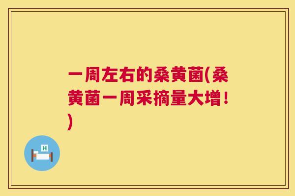 一周左右的桑黄菌(桑黄菌一周采摘量大增！)