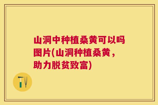 山洞中种植桑黄可以吗图片(山洞种植桑黄，助力脱贫致富)