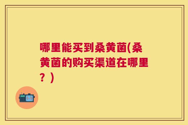 哪里能买到桑黄菌(桑黄菌的购买渠道在哪里？)