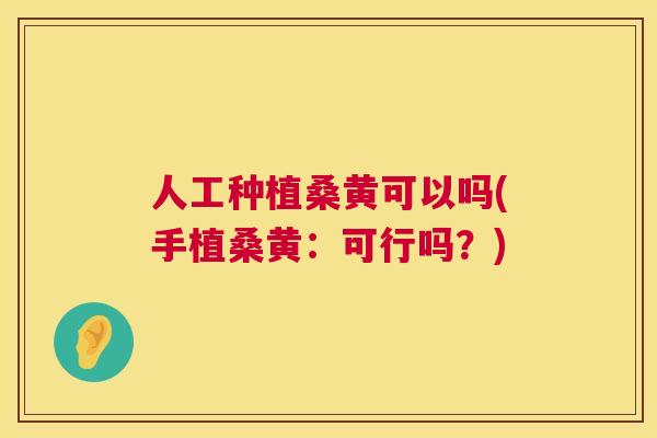 人工种植桑黄可以吗(手植桑黄：可行吗？)