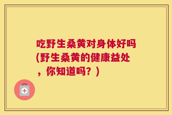 吃野生桑黄对身体好吗(野生桑黄的健康益处，你知道吗？)