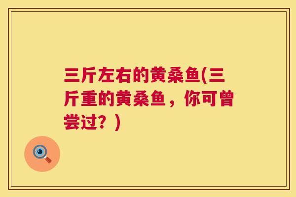 三斤左右的黄桑鱼(三斤重的黄桑鱼，你可曾尝过？)