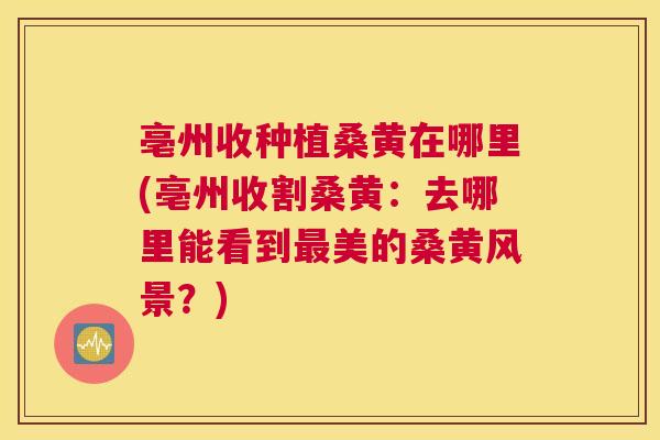 亳州收种植桑黄在哪里(亳州收割桑黄：去哪里能看到美的桑黄风景？)