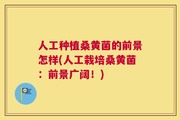 人工种植桑黄菌的前景怎样(人工栽培桑黄菌：前景广阔！)