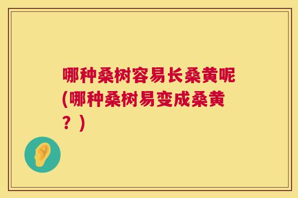 哪种桑树容易长桑黄呢(哪种桑树易变成桑黄？)