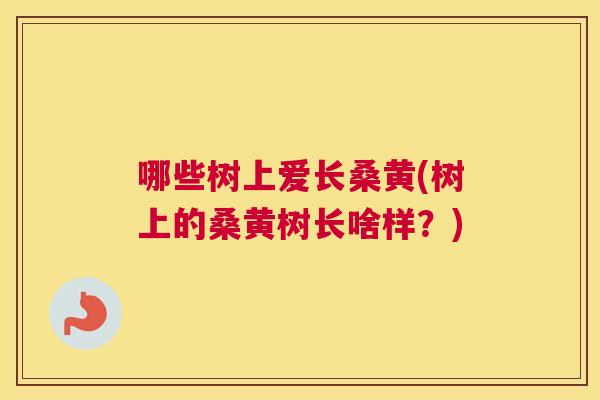 哪些树上爱长桑黄(树上的桑黄树长啥样？)