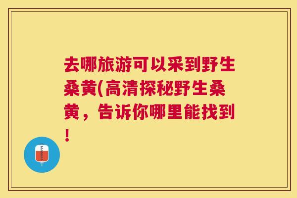 去哪旅游可以采到野生桑黄(高清探秘野生桑黄，告诉你哪里能找到！