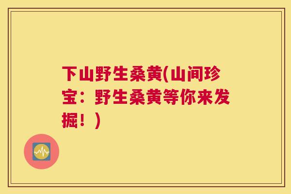 下山野生桑黄(山间珍宝：野生桑黄等你来发掘！)
