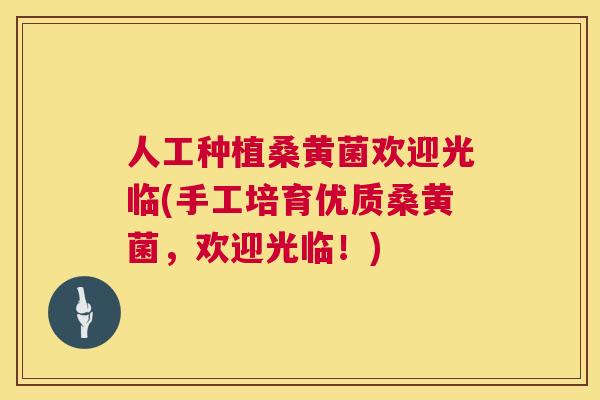 人工种植桑黄菌欢迎光临(手工培育优质桑黄菌，欢迎光临！)