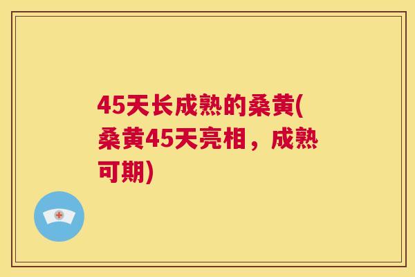 45天长成熟的桑黄(桑黄45天亮相，成熟可期)
