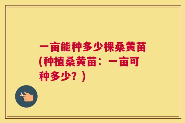 一亩能种多少棵桑黄苗(种植桑黄苗：一亩可种多少？)