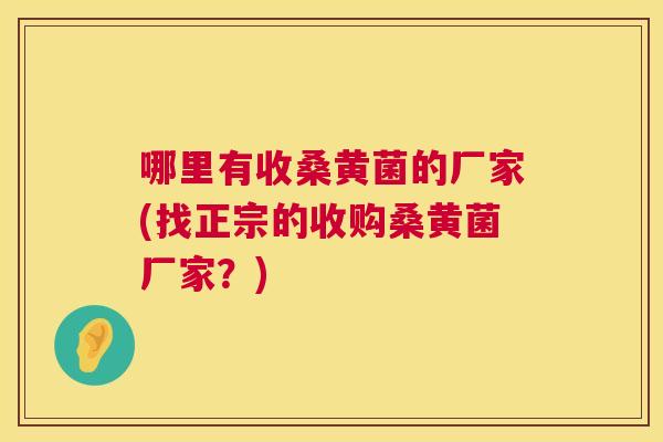 哪里有收桑黄菌的厂家(找正宗的收购桑黄菌厂家？)