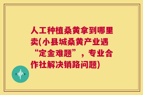 人工种植桑黄拿到哪里卖(小县城桑黄产业遇“定金难题”，专业合作社解决销路问题)