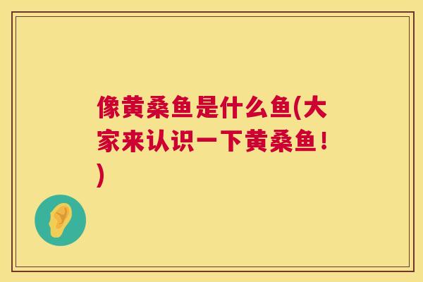 像黄桑鱼是什么鱼(大家来认识一下黄桑鱼！)