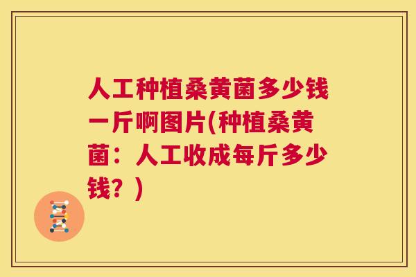 人工种植桑黄菌多少钱一斤啊图片(种植桑黄菌：人工收成每斤多少钱？)