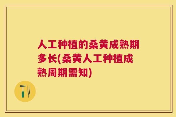 人工种植的桑黄成熟期多长(桑黄人工种植成熟周期需知)