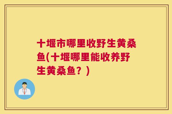 十堰市哪里收野生黄桑鱼(十堰哪里能收养野生黄桑鱼？)