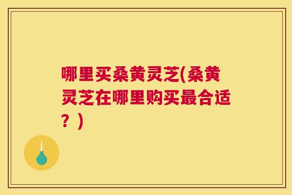 哪里买桑黄灵芝(桑黄灵芝在哪里购买合适？)