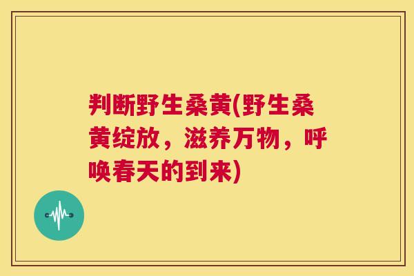 判断野生桑黄(野生桑黄绽放，滋养万物，呼唤春天的到来)