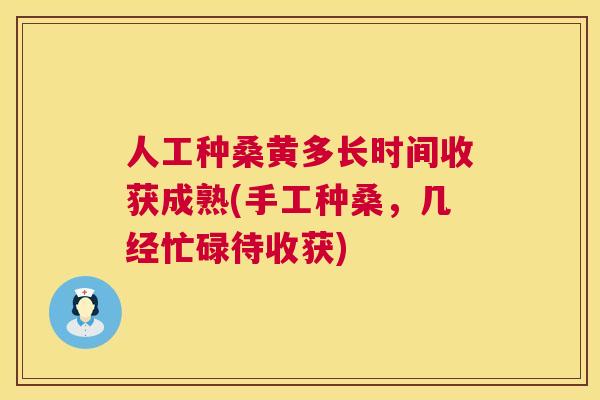 人工种桑黄多长时间收获成熟(手工种桑，几经忙碌待收获)